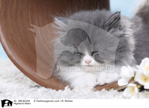 Highland kitten / RR-82048