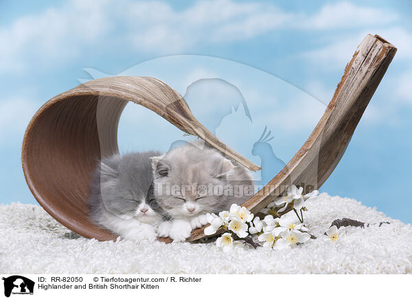 Highlander and British Shorthair Kitten / RR-82050