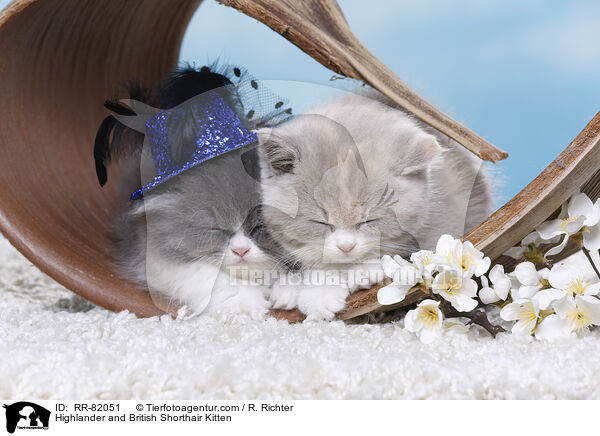 Highlander and British Shorthair Kitten / RR-82051