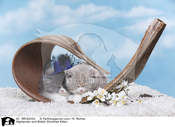 Highlander and British Shorthair Kitten / RR-82052