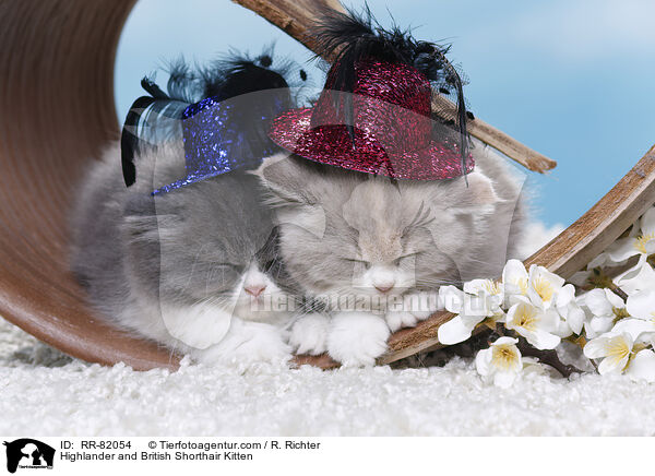 Highlander and British Shorthair Kitten / RR-82054