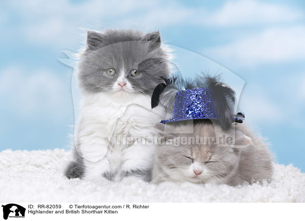 Highlander and British Shorthair Kitten / RR-82059