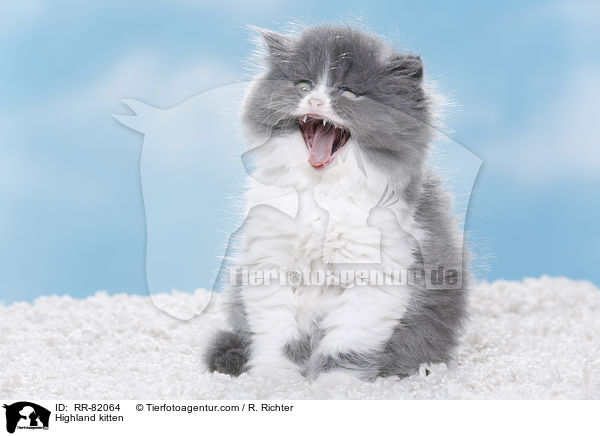Highland kitten / RR-82064