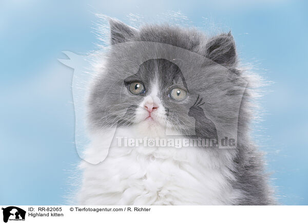 Highland kitten / RR-82065