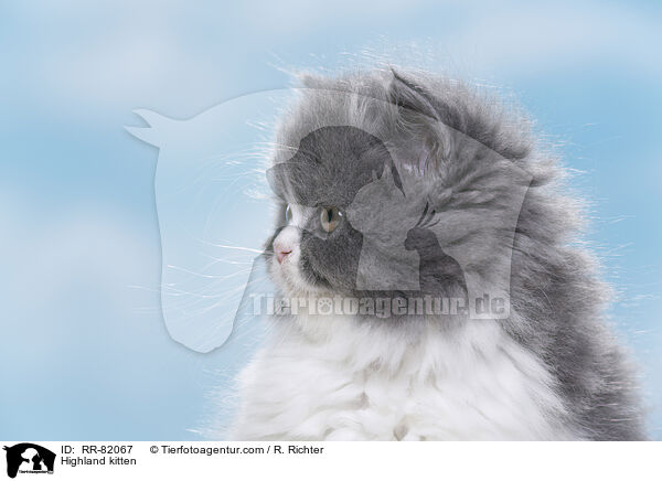 Highland kitten / RR-82067