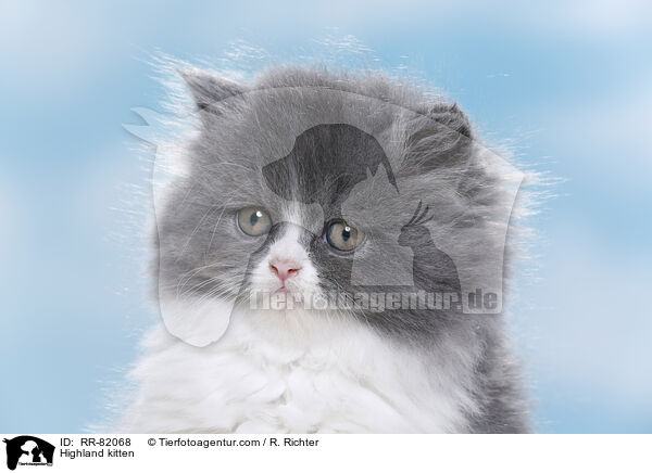 Highland kitten / RR-82068