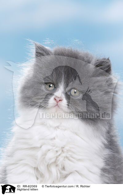 Highland kitten / RR-82069