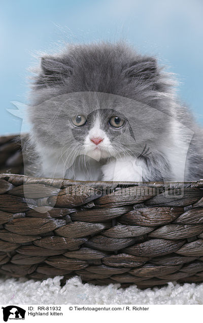 Highland kitten / RR-81932