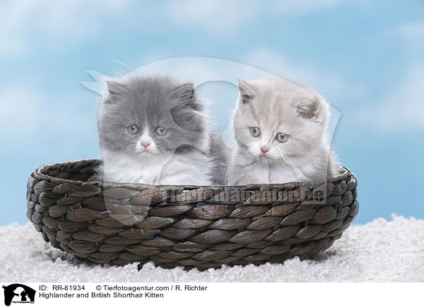 Highlander and British Shorthair Kitten / RR-81934