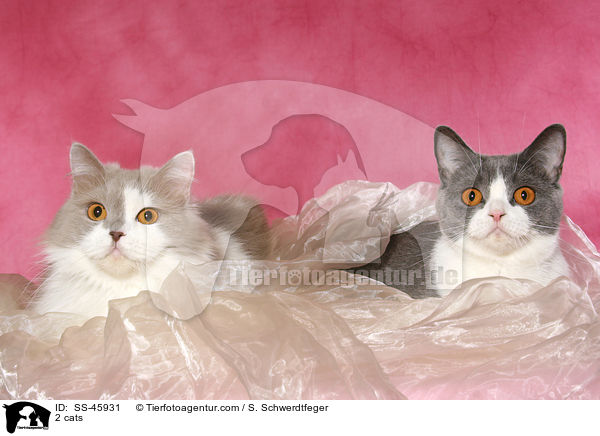 2 cats / SS-45931