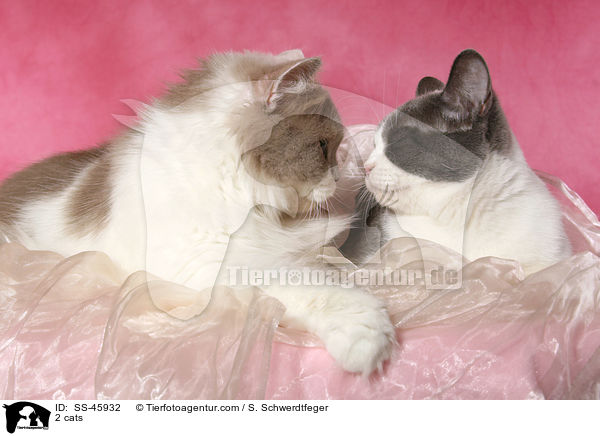 2 cats / SS-45932