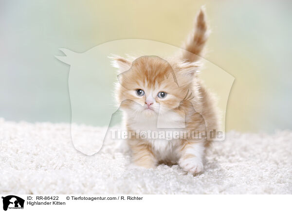 Highlander Kitten / RR-86422