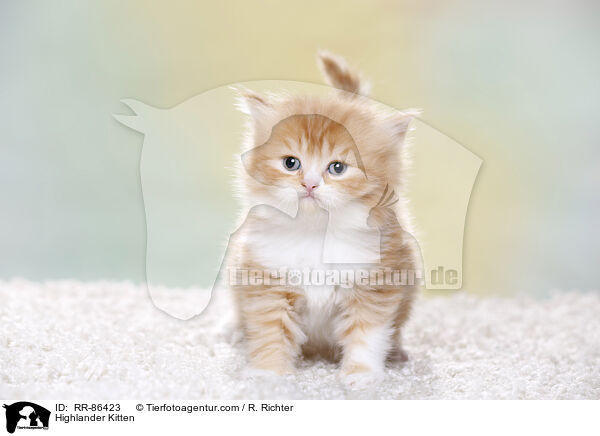 Highlander Kitten / RR-86423