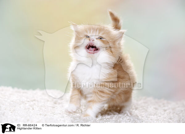 Highlander Kitten / RR-86424