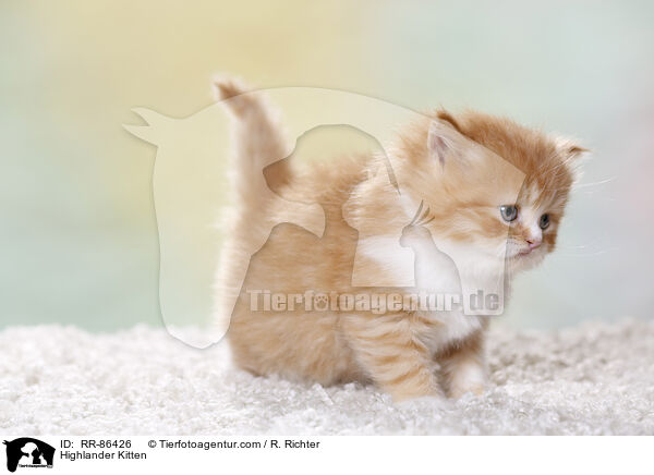Highlander Kitten / RR-86426