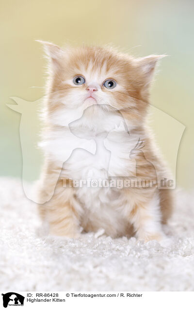 Highlander Kitten / RR-86428
