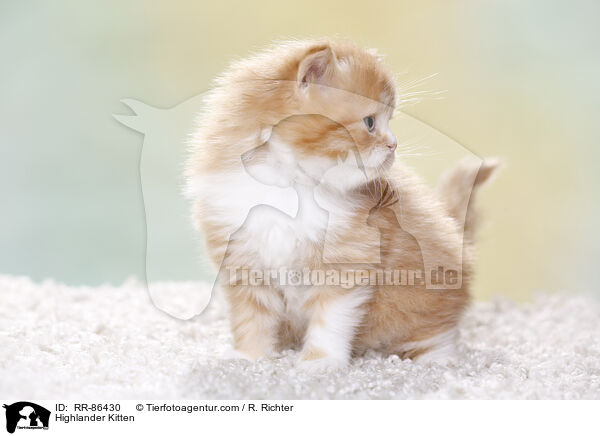 Highlander Kitten / RR-86430