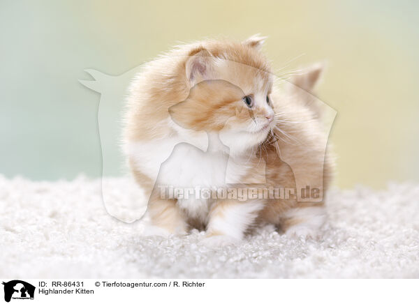 Highlander Kitten / RR-86431