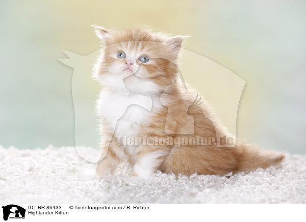 Highlander Kitten / RR-86433