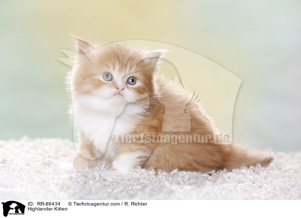 Highlander Kitten / RR-86434