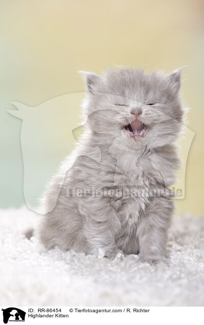 Highlander Kitten / RR-86454