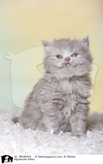 Highlander Kitten / RR-86455