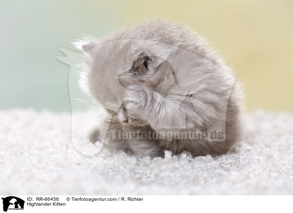 Highlander Kitten / RR-86456