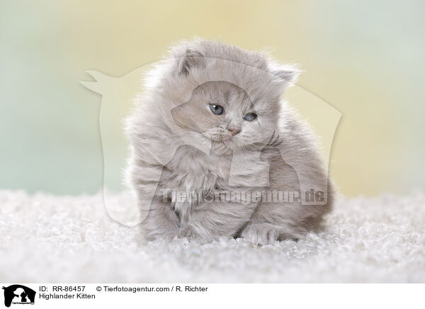 Highlander Kitten / RR-86457