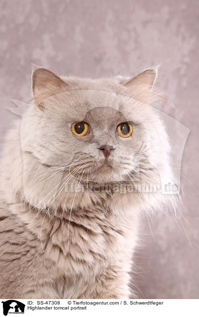 Highlander tomcat portrait / SS-47308