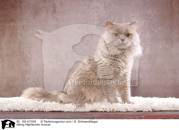 sitting Highlander tomcat / SS-47309