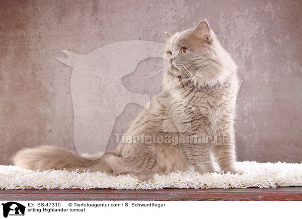 sitting Highlander tomcat / SS-47310