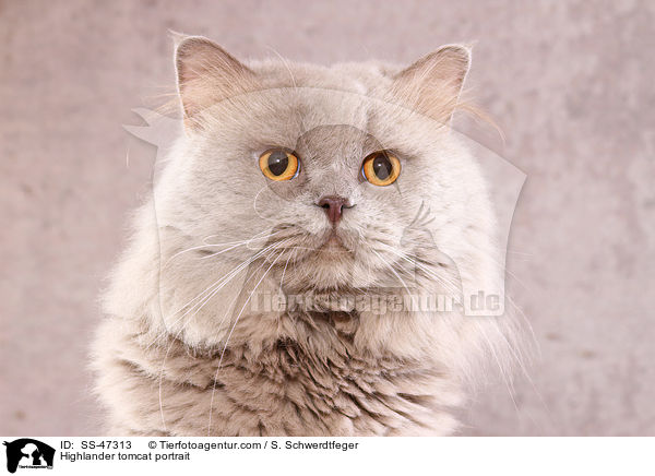 Highlander tomcat portrait / SS-47313