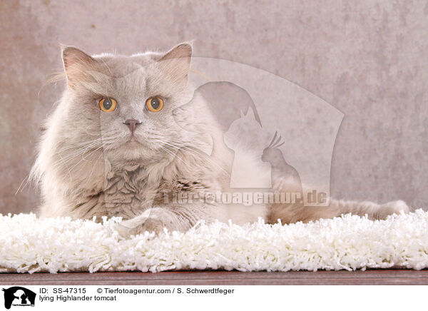 lying Highlander tomcat / SS-47315