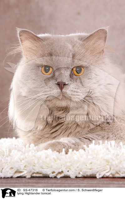 lying Highlander tomcat / SS-47316