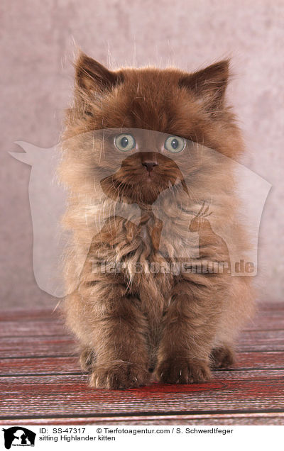 sitting Highlander kitten / SS-47317
