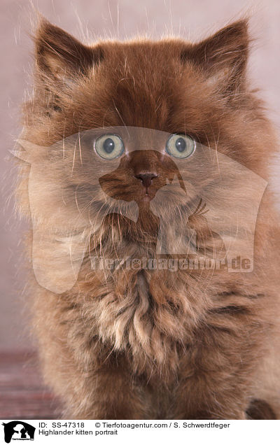 Highlander kitten portrait / SS-47318