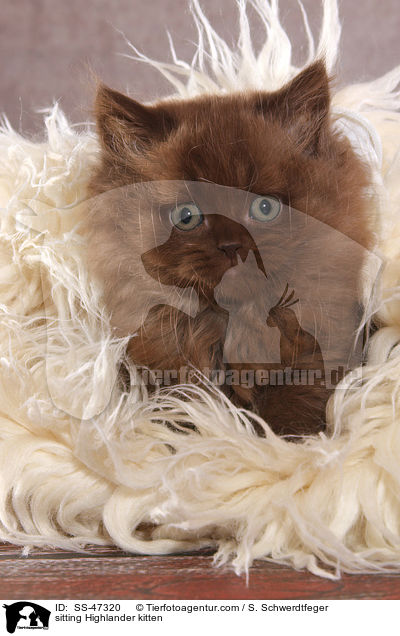 sitting Highlander kitten / SS-47320