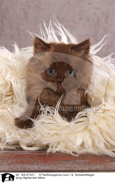 lying Highlander kitten / SS-47321