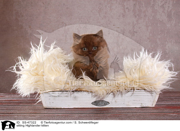 sitting Highlander kitten / SS-47322