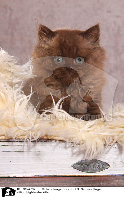 sitting Highlander kitten / SS-47323