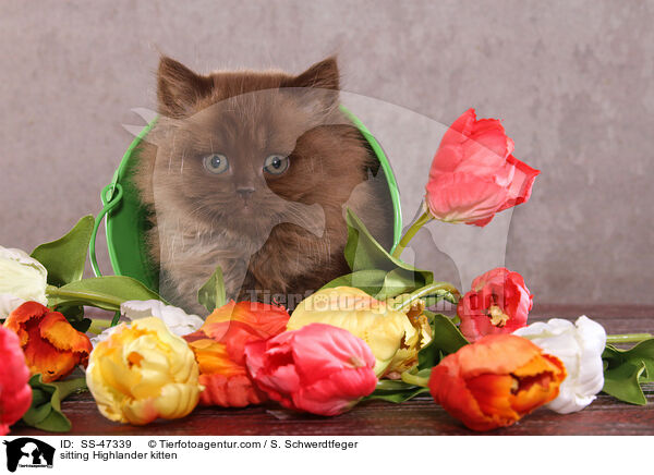 sitting Highlander kitten / SS-47339