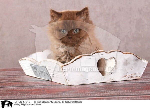 sitting Highlander kitten / SS-47343