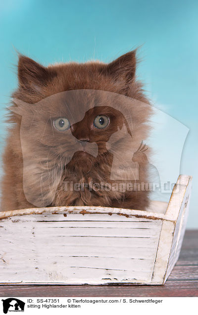 sitzendes Highlander Ktzchen / sitting Highlander kitten / SS-47351