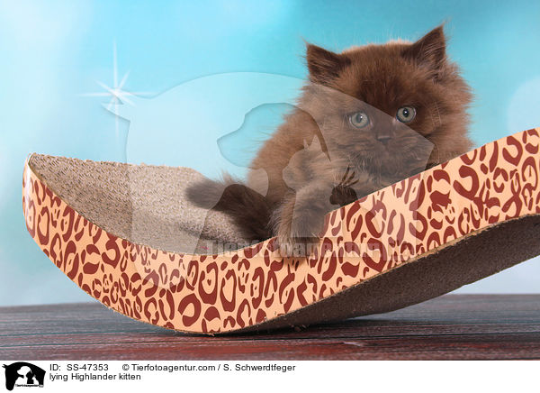 lying Highlander kitten / SS-47353