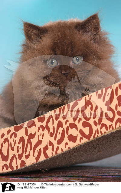 lying Highlander kitten / SS-47354