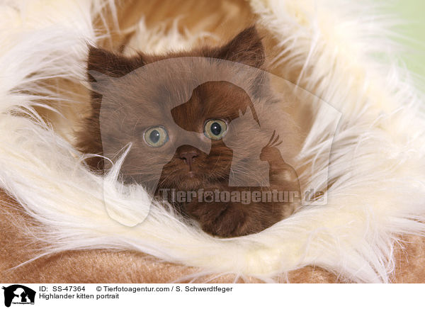 Highlander kitten portrait / SS-47364