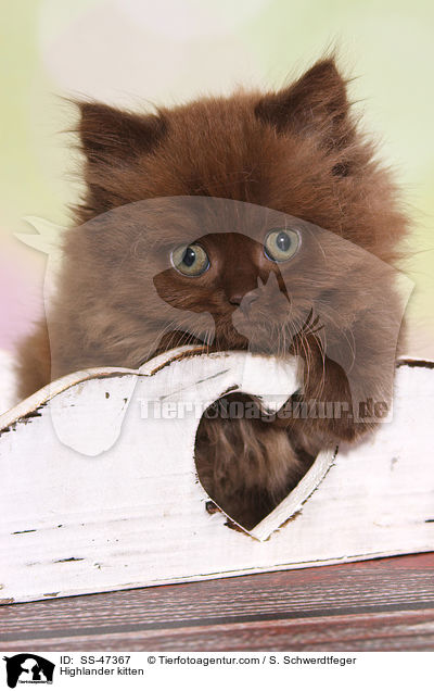 Highlander kitten / SS-47367