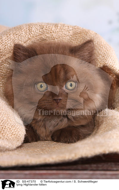 lying Highlander kitten / SS-47370
