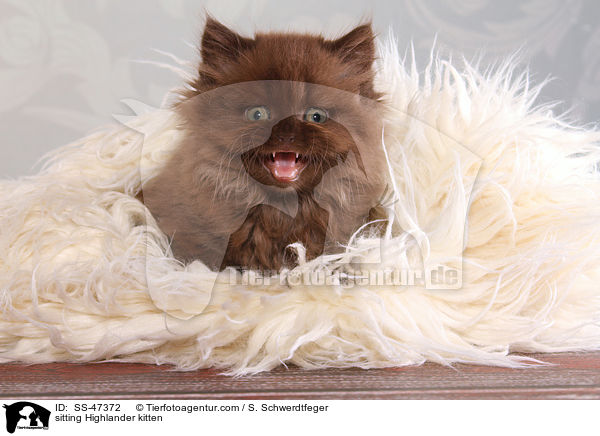 sitting Highlander kitten / SS-47372
