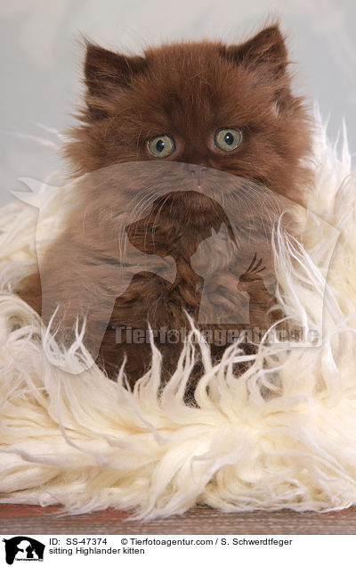 sitting Highlander kitten / SS-47374
